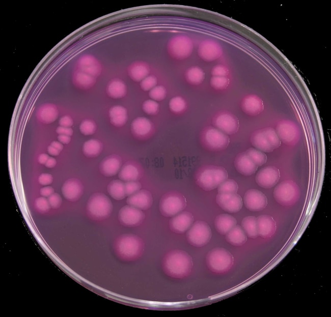 Violet Red Bile Glucose (VRBG) Agar (ISO) (Dehydrated)